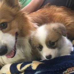 Pembroke Welsh Corgi puppies from Delaney’s Corgis