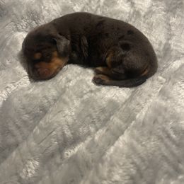 Luke - Dapple Dachshund puppy in Glen Saint Mary, Florida from 🍯 Honey Pot Dachshunds 🐾
