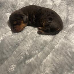 Luke - Dapple Dachshund puppy in Glen Saint Mary, Florida from 🍯 Honey Pot Dachshunds 🐾