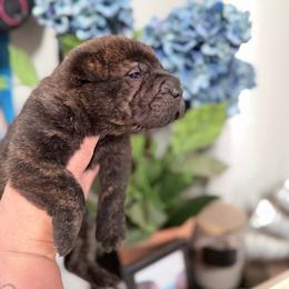 Metal head - Black male Chinese Shar-Pei puppy in Lehigh Acres, Florida from Florida Wrinkles