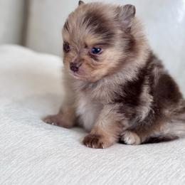 Miso - Chocolate merle male Pomeranian puppy in Canandaigua, New York from Fingerlakes Pomeranians