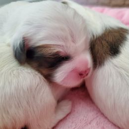 Coton de Tulear Puppies from Columbia Gorge Cotons
