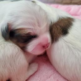 Coton de Tulear Puppies from Columbia Gorge Cotons