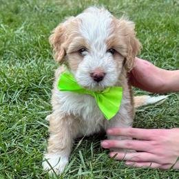 Nacho - Yellow and white female Bernedoodle puppy in Roy, Utah from Doodles are Amazing