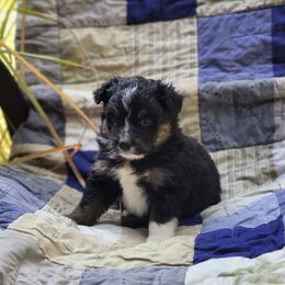 Charlie - Black tri male Miniature Australian Shepherd puppy in G AI Nesboro, Tennessee from Family Tradition