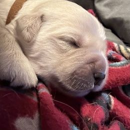 Golden Retriever Puppies from Hagan's Golden Retrievers