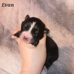 Australian Shepherd Puppies from Van Huitt Australian Shepherds