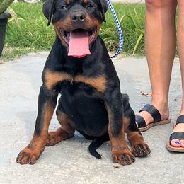 Porsche Von knight enterprise - Black and mahogany Rottweiler puppy in Jeffersonville, Indiana from Rottweiler von knight enterprise