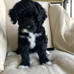 Portuguese Water Dog All Grown Up from Magellan Portuguese Water Dog