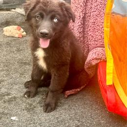 Black bi male - Black & white male Miniature Australian Shepherd puppy in Lemon Cove, California from Magic Ranch Mini Aussies