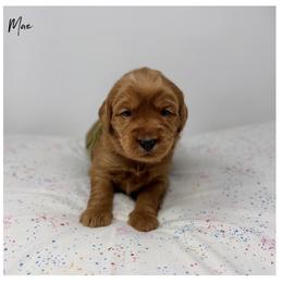 Mae - Apricot female Australian Labradoodle puppy in Sacramento, California from Little Farmstead Labradoodles