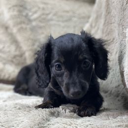 Elzie (pink collar) - Black and tan female Dachshund puppy in Richmond, Virginia from Paw Prints