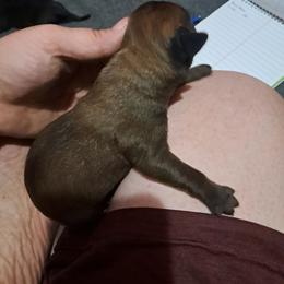 Boy 2 - Fawn male Cane Corso puppy in Clarksburg, West Virginia from West By God Virginia Cane Corso