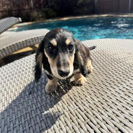 Chewbacca - Black and cream male Dachshund puppy in Early, Texas from Ryan House Dachshunds