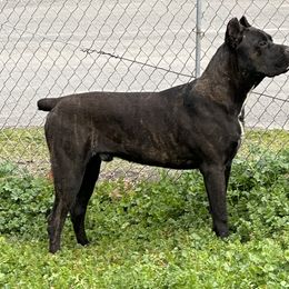 Cane Corso from Xfactor Cane Corso