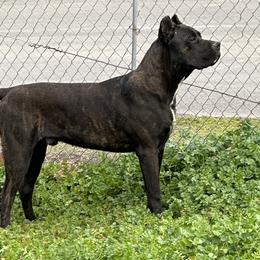 Cane Corso from Xfactor Cane Corso