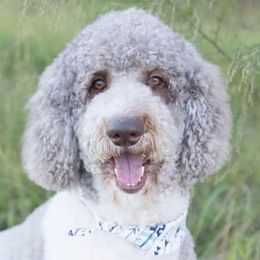 Poodles from Schneider kennel