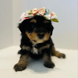 Sassy-White - Tri-color female Bernedoodle puppy in Casper, Wyoming from 307 Doodles