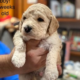 Double Doodles and Goldendoodles from Donna Pierce's Goldendoodles & Double Doodles