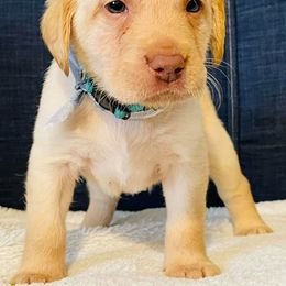 Labrador Retriever Puppies from Bush Hill Labradors