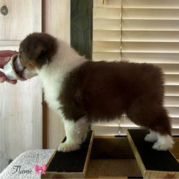 Flame - Red tri-color female Australian Shepherd puppy in Murrayville, Georgia from Mountain Ridge Aussies
