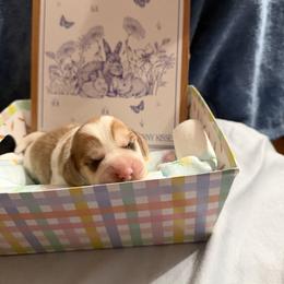 Billy Joel - Brown and white male Beagle puppy in New Tazewell, Tennessee from Sweet Warner Pugs