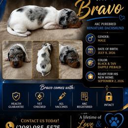 Bravo - Dapple male Dachshund puppy in Mesquite, Texas from 208 Dox Dynasty
