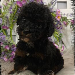 Pearl - Black tri-color female Aussiedoodle puppy in Farley, Iowa from Iowa's Doodle Co.