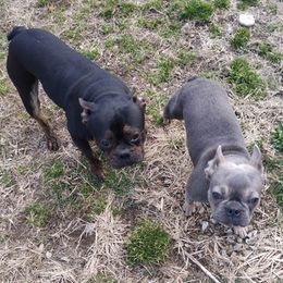 French Bulldogs from Walls' Kennel