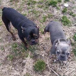 French Bulldogs from Walls' Kennel