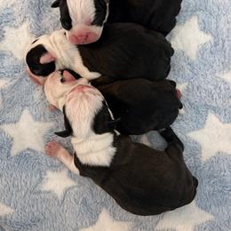 Boston Terrier Puppies from NW Boston Terriers