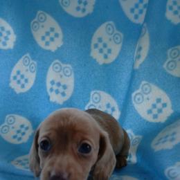 Willow - Dapple female Dachshund puppy in Opelika, Alabama from Dachshund Darlins
