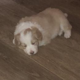 Border Collie Puppies from Cahill’s Canines