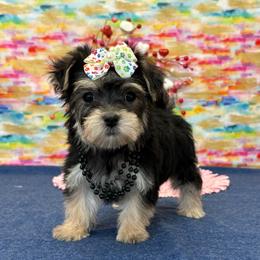 Grace SMALL - Black & tan tri-color female Morkie puppy in Monticello, Iowa from Ashley’s Puppies