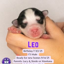 Leo - Black and white male Pomsky puppy in Humeston, Iowa from M.A.R. Dogs