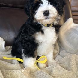 Girl 2 yellow collar, bow - Black and white female Bernedoodle puppy in Cody, Wyoming from Yellowstone Breeders