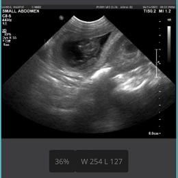 English Springer Spaniel Puppies from Hatfield Nation Springer Spaniel