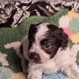 Bernie - Chocolate, tan and white male Yorkshire Terrier puppy in California from Yorkie & Maltese Royalty
