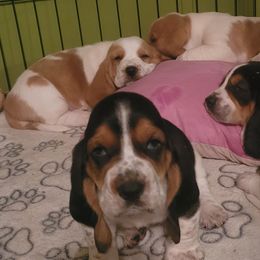 Basset Hounds from Freeman's Floppy Eared Bassets