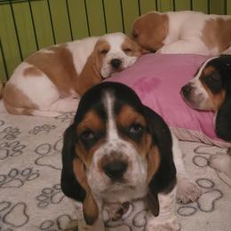 Basset Hounds from Freeman's Floppy Eared Bassets