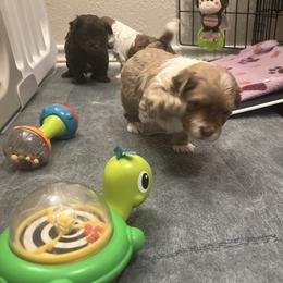 Fawn and White Male - Fawn male Havanese puppy in Monahans, Texas from Homeward Havanese, LLC