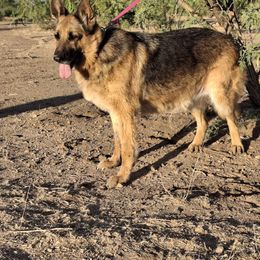 Raven - Black and red female German Shepherd puppy in Cochise, Arizona from Freiheit Von Himmel  Shepherds