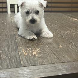 Boy 3 - male West Highland White Terrier puppy in Bowling Green, Kentucky from Tiffany's Papillons