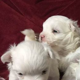 Maltese, Poodles, Shiba Inu, and Shih Tzus from Windmill Creek Puppies