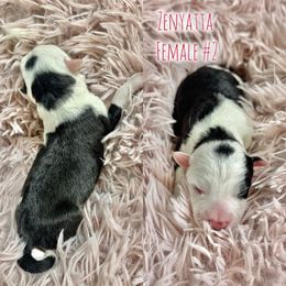 Zenyatta - Black and white female Border Collie puppy in Oakley, California from Von Guadachi German Shepherds & Audacity Border Collies