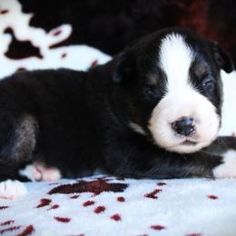 Icarus - Black tri male Miniature Australian Shepherd puppy in Ixonia, Wisconsin from Hunt N Oaks