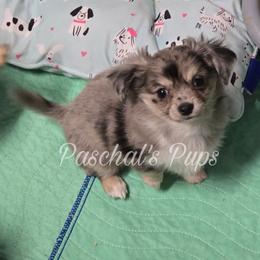 Cricket - Merle female Chihuahua puppy in Bowdon, Georgia from Paschal's Pups