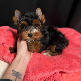 Bandit - Black and gold male Yorkshire Terrier puppy in Daleville, Indiana from Monarch Yorkshire Terriers