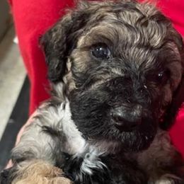 Girl 2 - Rayne - Poodle puppy from Ashton’s Standards