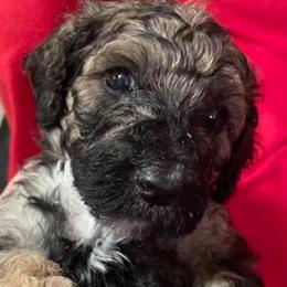 Girl 2 - Rayne - Poodle puppy from Ashton’s Standards